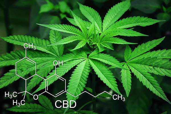cannabis plant and superimposed cbd molecule 