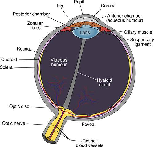 Hyperopia Versus Presbyopia