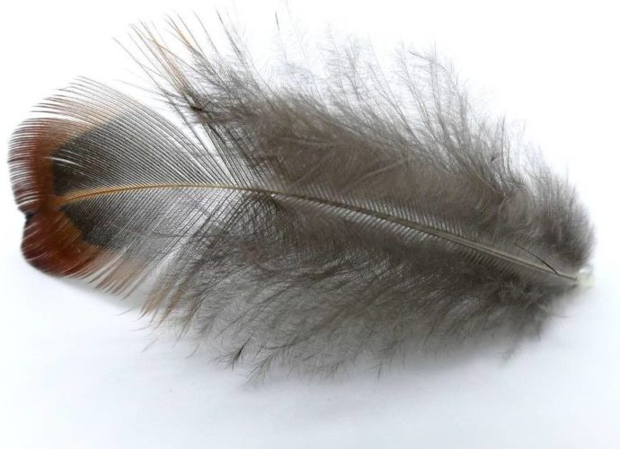 A feather illustrates the light weight of visualites